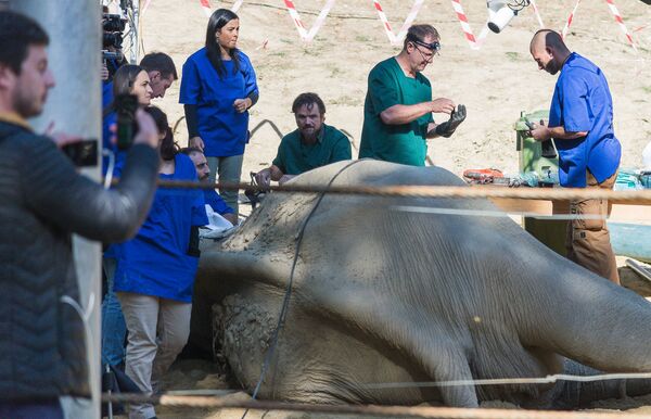 В Тбилиси оперируют слона Гранда, переехавшего из Еревана - Sputnik Грузия