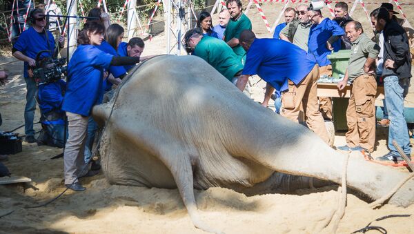 Слон Гранд успешно перенес операцию: новости из Тбилисского зоопарка - Sputnik Грузия