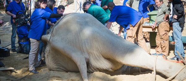 Слон Гранд успешно перенес операцию: новости из Тбилисского зоопарка - Sputnik Грузия