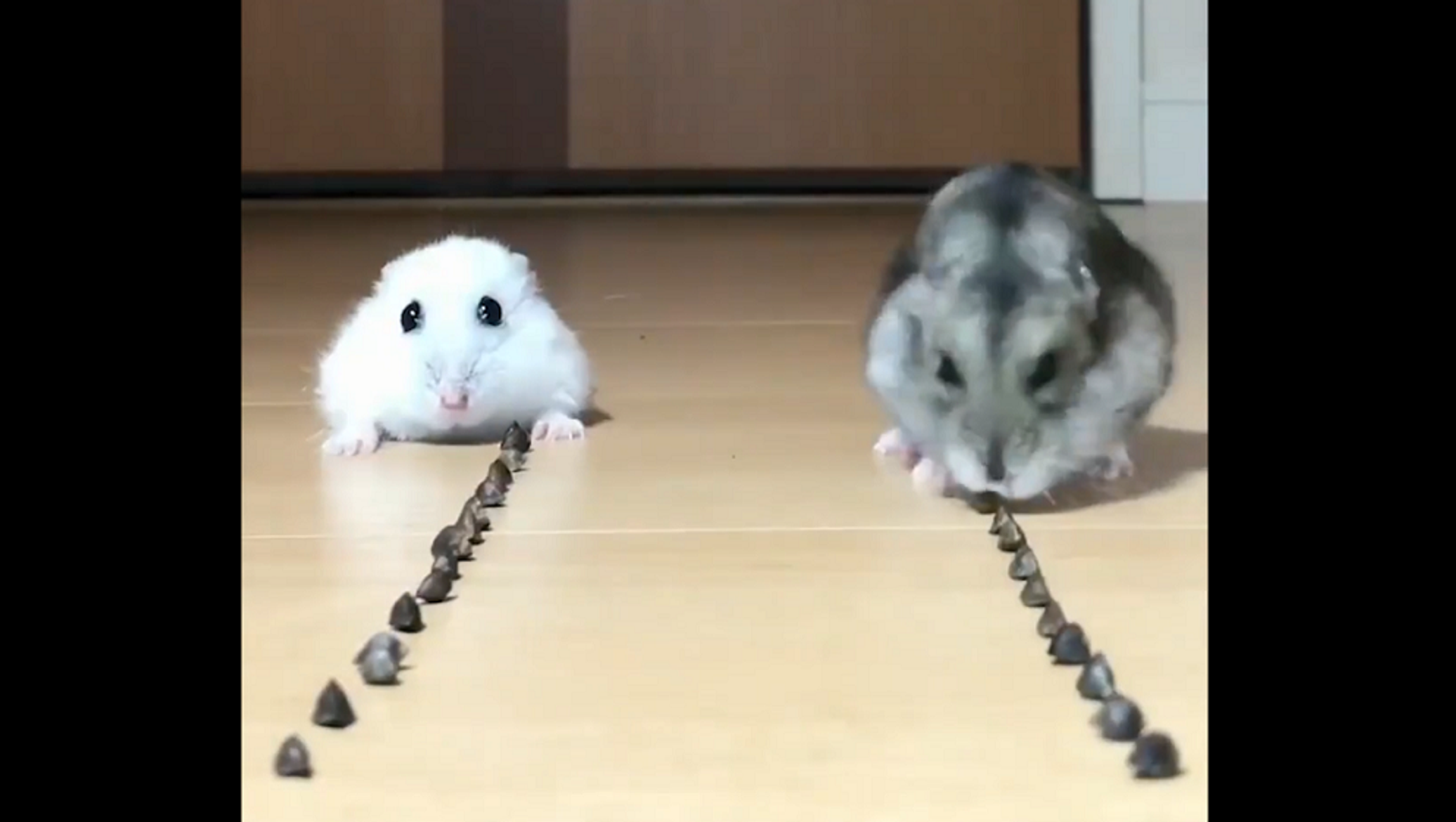 Фортепиано с животными. Песенка про хомячка. Песня про хомяка. Песня про хомяка хамстер. Hampsterdance.