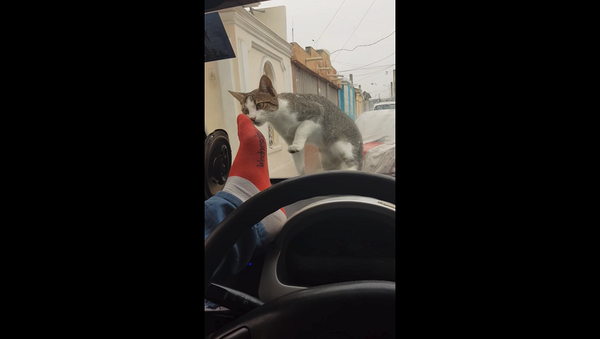 Не обижайте кошек, иначе вас настигнет карма – видео - Sputnik Грузия
