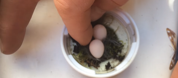 Мужчина нашел в саду яйца размером с ноготок и сотворил чудо – видео - Sputnik Грузия