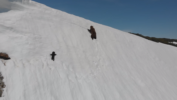 Медвежонок забирается за матерью на отвесную снежную гору – невероятное видео - Sputnik Грузия