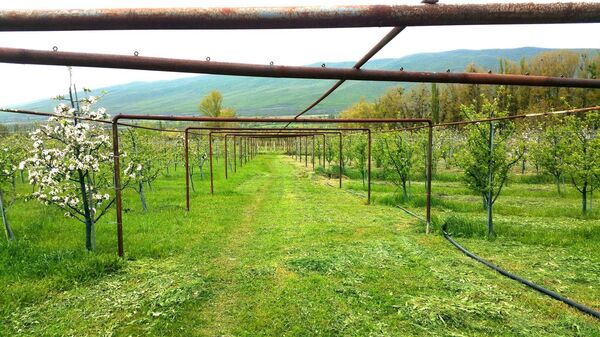 შვეიცარიის ციხეში ჩაფიქრებული და ოკამში ნაფერები ბაღი სახელად „ევა - Sputnik საქართველო
