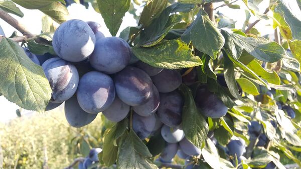 შვეიცარიის ციხეში ჩაფიქრებული და ოკამში ნაფერები ბაღი სახელად „ევა - Sputnik საქართველო