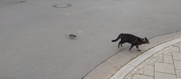 Испуганный кот убегает от крысы после неудачной попытки ее поймать – видео - Sputnik Грузия