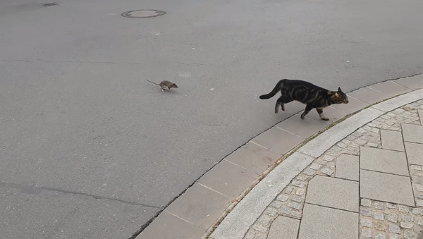 Испуганный кот убегает от крысы после неудачной попытки ее поймать – видео - Sputnik Грузия