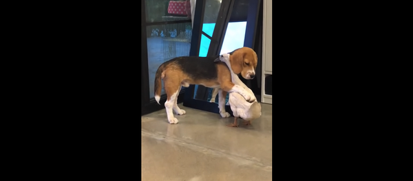 Собака и гусь показали, что такое настоящая дружба – видео - Sputnik Грузия