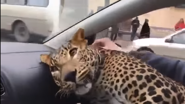 В Екатеринбурге таксист снял на видео своего необычного пассажира – леопарда - Sputnik Грузия