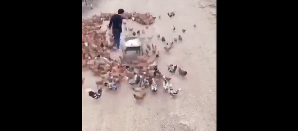 Деревенский мачо показал, как завоевать сердце дамы с помощью куриц – улетное видео - Sputnik Грузия