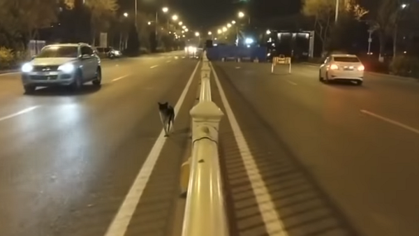 До слез: преданный пес третий месяц ждет свою хозяйку на месте ее гибели – видео - Sputnik Грузия