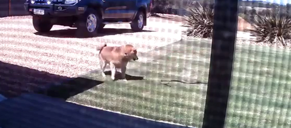 Смелый пес дал бой ядовитой змее, пытавшейся пробраться в дом – видео - Sputnik Грузия