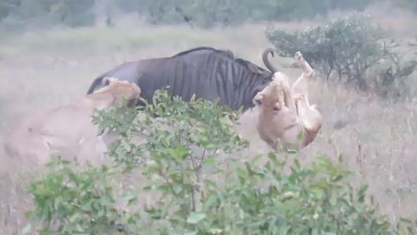 Хук справа и свобода: антилопа-гну дала бой сразу двум львицам – видео - Sputnik Грузия