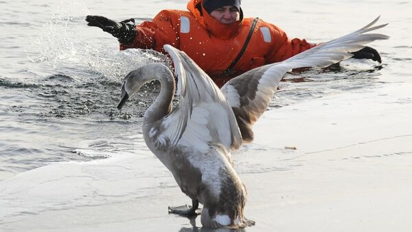 Пятерых лебедей спасли от гибели в Челябинской области - Sputnik Грузия