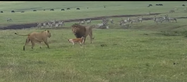 В Танзании маленькая собака атаковала льва, а он не смог дать сдачи – видео - Sputnik Грузия