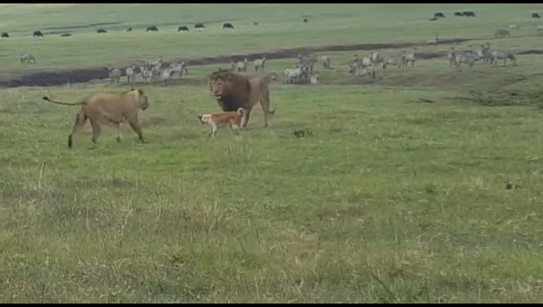 В Танзании маленькая собака атаковала льва, а он не смог дать сдачи – видео - Sputnik Грузия