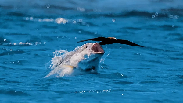 Как рыба охотится на птицу – невероятное видео - Sputnik Грузия