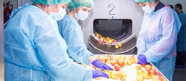 ხილის გადამამუშავებელი ქარხანა ქარელის მუნიციპალიტეტის სოფელ საღოლაშენში  ხილის გადამამუშავებელი ქარხანა ქარელის მუნიციპალიტეტის სოფელ საღოლაშენში - Sputnik საქართველო