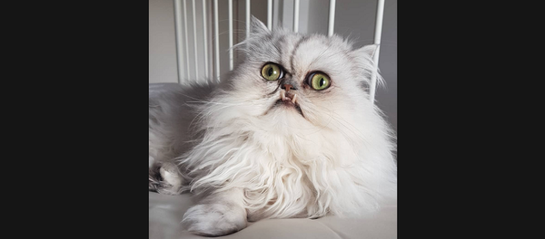 Кот с очень необычной мордой обрел бешеную популярность в Сети – видео - Sputnik Грузия