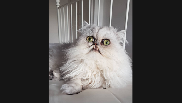 Кот с очень необычной мордой обрел бешеную популярность в Сети – видео - Sputnik Грузия