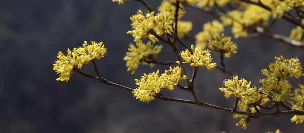 შინდის ხე - Sputnik საქართველო