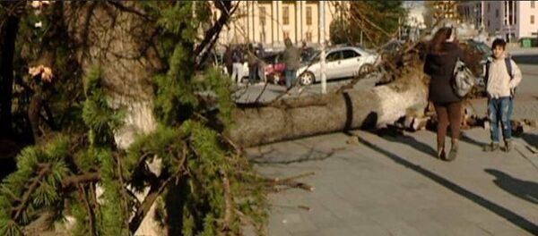 წაქცეული ხე - Sputnik საქართველო