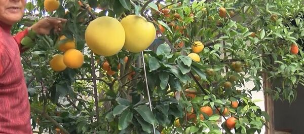 Чудо-дерево - видео - Sputnik Грузия