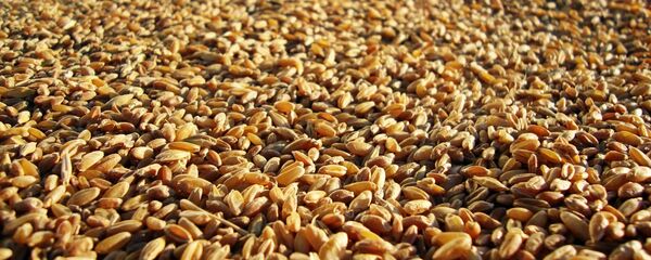 ხორბალი ხორბალი - Sputnik საქართველო