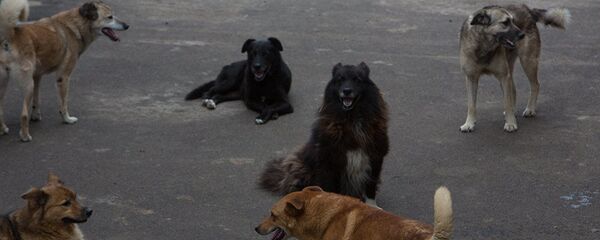 მიუსაფარი ძაღლები - Sputnik საქართველო