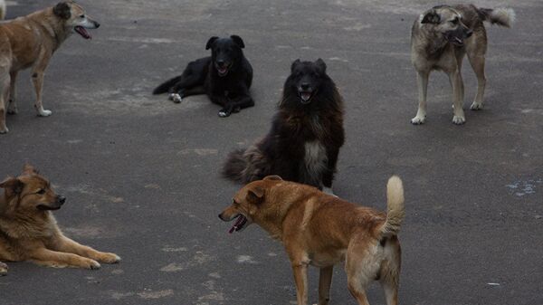 Собаки в приюте для бездомных животных - Sputnik Грузия