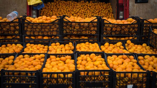 В Аджарии начали собирать ранние сорта мандаринов