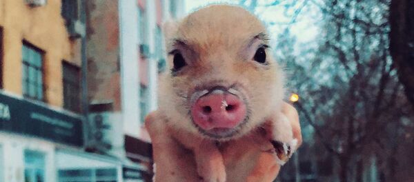 Свинка Джузеппа - Sputnik Грузия