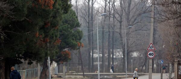 Сосна в Тбилиси Сосна в Тбилиси - Sputnik Грузия