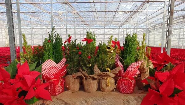 Уикенд в Тбилиси: Сухишвили, Рождественский марафон и хоровые шедевры мира - Sputnik Грузия