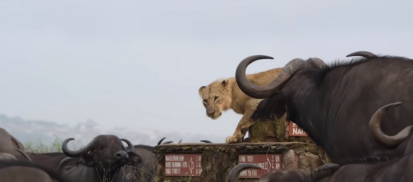 Стадо буйволов загнало львицу в угол, окружив ее со всех сторон – видео - Sputnik Грузия