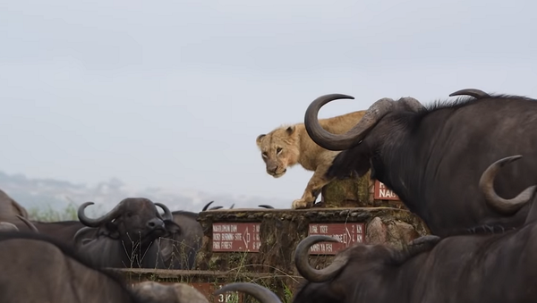 Стадо буйволов загнало львицу в угол, окружив ее со всех сторон – видео - Sputnik Грузия