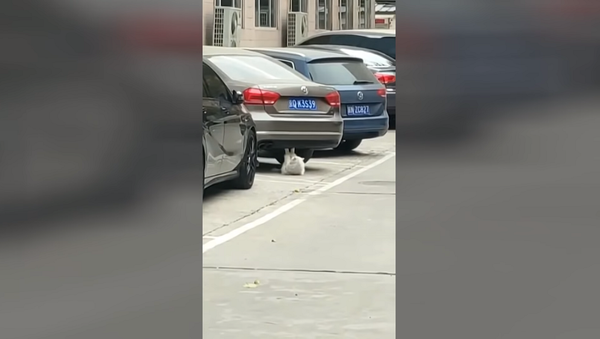 Худеет к лету: качающая пресс кошка стала звездой соцсетей – забавное видео - Sputnik Грузия