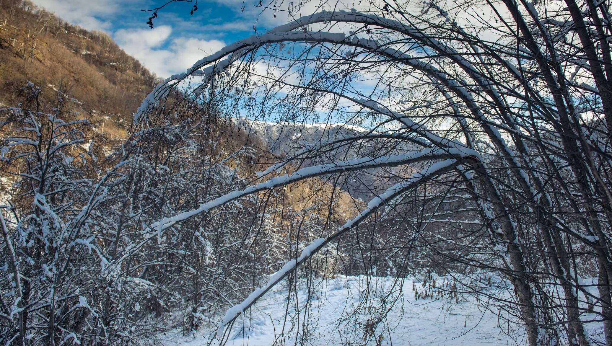 Зима здесь. Фото сперли зимние.