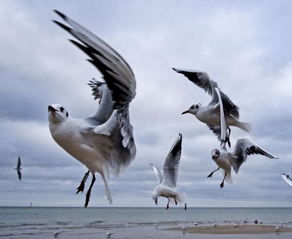 Чайки у берега Балтийского моря в Тиммендорфер-Штранд, Германия - Sputnik Грузия
