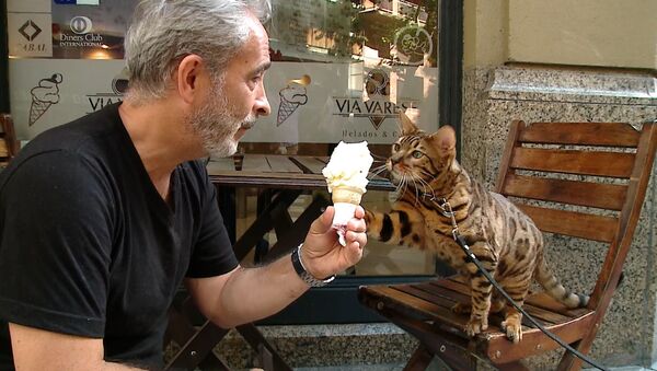 Необычный кот - не боится собак и любит мороженое - Sputnik Грузия