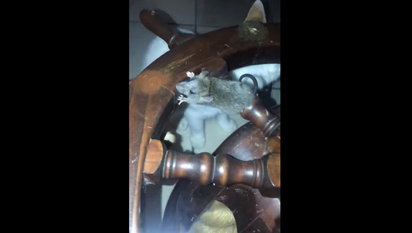 Мышь-ниндзя ловко спряталась от двух котов – видео - Sputnik Грузия
