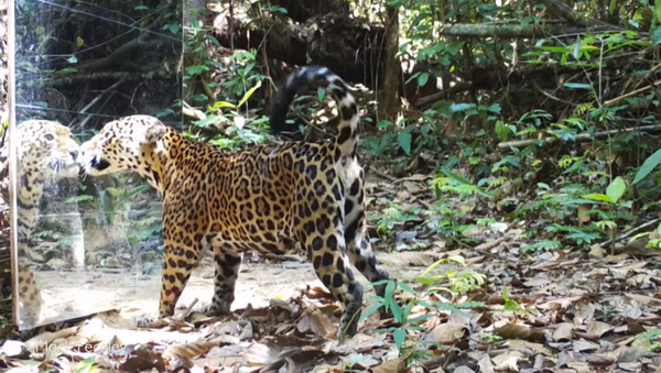 Дикие животные столкнулись в лесу с зеркалом – видео их реакции - Sputnik Грузия