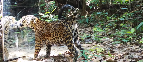 Дикие животные столкнулись в лесу с зеркалом – видео их реакции - Sputnik Грузия