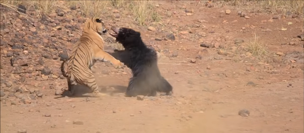 Медведица дала бой тигру, чтобы защитить своих детенышей – видео - Sputnik Грузия