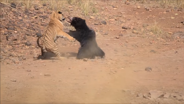 Медведица дала бой тигру, чтобы защитить своих детенышей – видео - Sputnik Грузия