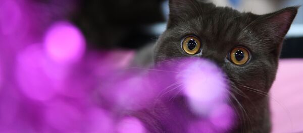 Кошка породы британская - Sputnik Грузия