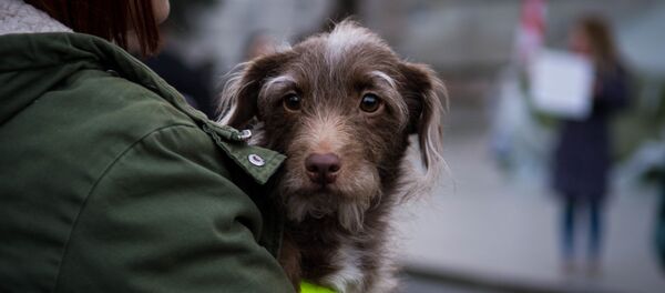 Акция защитников животных в центре грузинской столицы - Sputnik Грузия