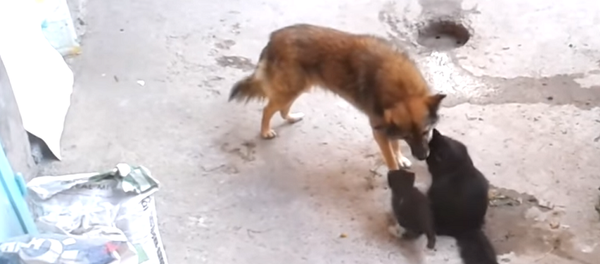 Кошка знакомит своих котят с собакой – видео о невероятном доверии - Sputnik Грузия