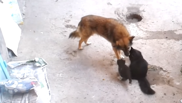Кошка знакомит своих котят с собакой – видео о невероятном доверии - Sputnik Грузия