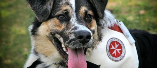 სამედიცინო ძაღლი სამედიცინო ძაღლი - Sputnik საქართველო